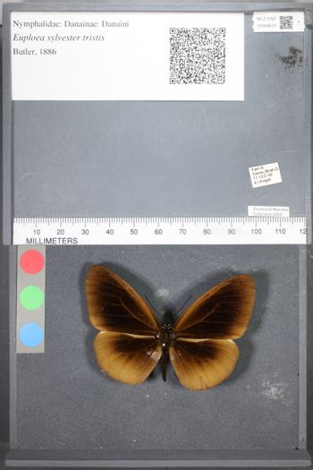 Media type: image;   Entomology 89623